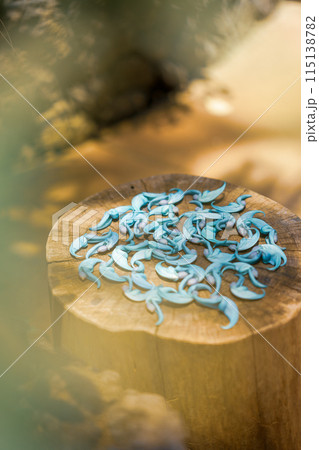 ヒスイカズラ　翡翠葛　熱帯地方の植物　温室ドームの植物 115138782