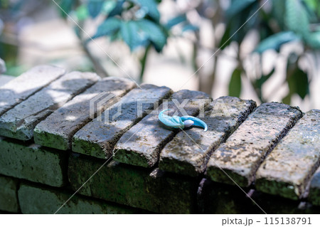 熱帯地方の植物　温室ドームの植物 115138791