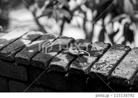 熱帯地方の植物　温室ドームの植物 115138792