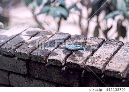 熱帯地方の植物　温室ドームの植物 115138793