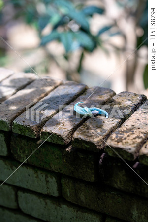 熱帯地方の植物　温室ドームの植物 115138794