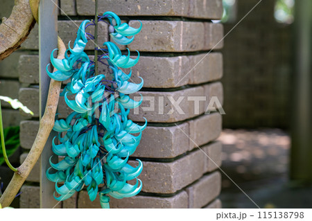 熱帯地方の植物　温室ドームの植物 115138798