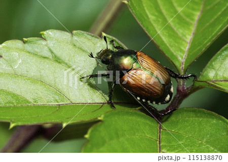 春5月ヤブガラシの葉の上を這うマメコガネムシ 115138870