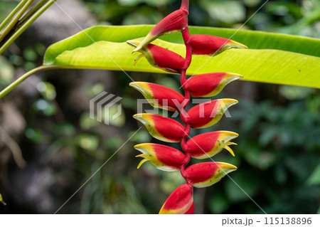 植物園で人気のヘリコニア　熱帯地方の植物　温室ドームの植物 115138896