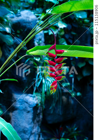 植物園で人気のヘリコニア 熱帯地方の植物 温室ドームの植物 植物園で人気のヘリコニア 熱帯地方の植物 温室ドームの植物 115138906