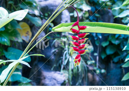 植物園で人気のヘリコニア　熱帯地方の植物　温室ドームの植物 115138910