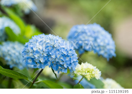 おだやかな日の紫陽花の花 おだやかな日の紫陽花の花 115139195