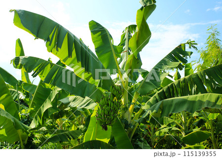 沖縄　バナナの木 115139355
