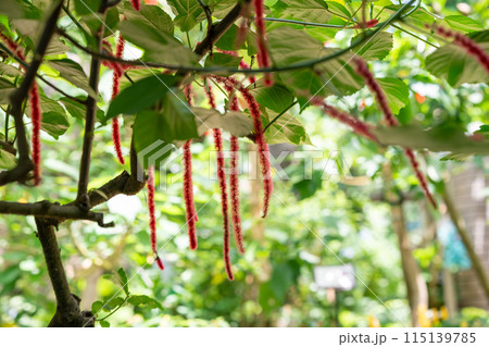 おサルのしっぽみたいに長いベニヒモノキ 熱帯地方の植物 温室ドームの植物 おサルのしっぽみたいに長いベニヒモノキ 熱帯地方の植物 温室ドームの植物 115139785