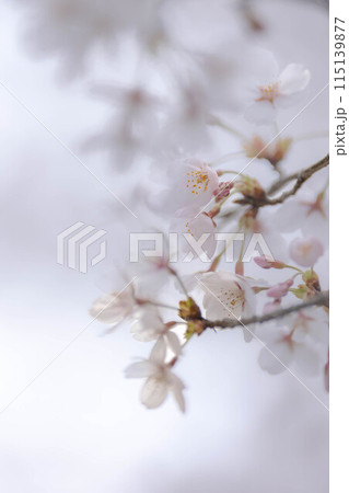桜の幻想　儚さと美しさ 115139877