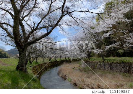 桜の季節 日本の春 桜の季節 日本の春 115139887