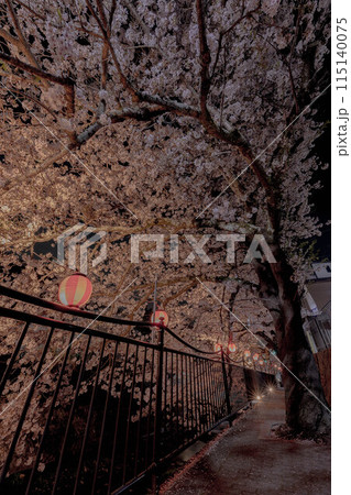 夜桜の魅力 夜桜の魅力 115140075