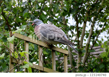 Common Wood Pigeon Perched on a Wooden Garden Trellis Common Wood Pigeon Perched on a Wooden Garden Trellis 115140740