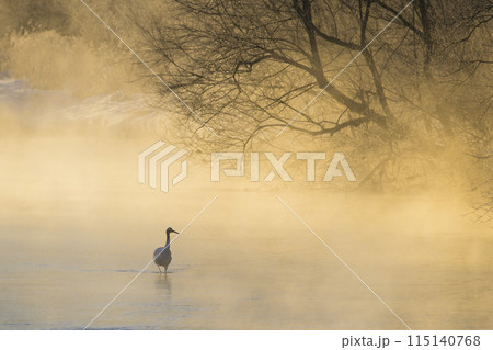 音羽橋から望む朝霧の中のタンチョウ 115140768