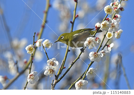 満開の白梅にメジロさん （春イメージ）（ ほのぼのイメージ ） 115140883