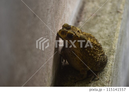 toad sitting for sunbathe on house wall in morning 115141557