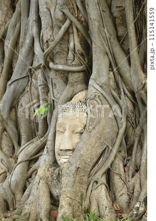 ancient Buddha statue covering by root of bodhi tree in Wat Mahathat travel landmark in Thailand 115141559