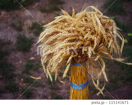 Image ideal for representing organic farming, showcasing ripe bundled wheat stalks. Image ideal for representing organic farming, showcasing ripe bundled wheat stalks. 115141671