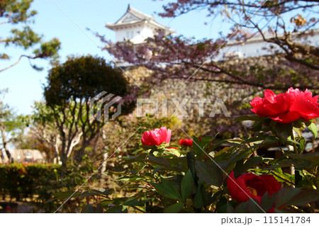 姫路城三の丸高台　千姫ぼたん園　春の景観 115141784
