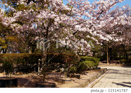 姫路城三の丸高台　千姫ぼたん園　春の景観 115141787
