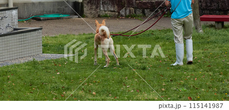 日本の動物保護センターの職員と飼育された犬の様子 日本の動物保護センターの職員と飼育された犬の様子 115141987