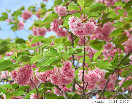 春の公園の満開の桜の花の風景 115142197