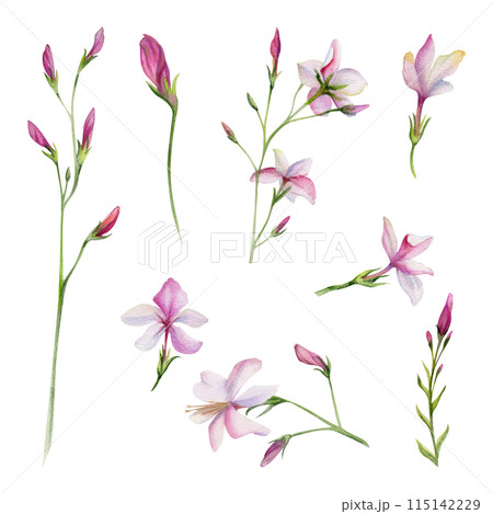 Hand drawn watercolor illustration botanical. Clematis cleome spider anemone lobelia impatiens jasmine, orange flower. Single object isolated on white. Design wedding, love cards, bride bouquet, shop Hand drawn watercolor illustration botanical. Clematis cleome spider anemone lobelia impatiens jasmine, orange flower. Single object isolated on white. Design wedding, love cards, bride bouquet, shop 115142229
