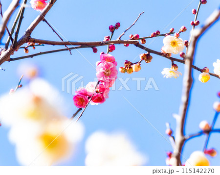 春の訪れを告げる満開の紅梅 115142270