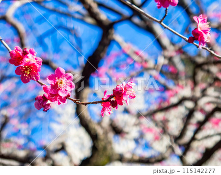 春の訪れを告げる満開の紅梅 115142277
