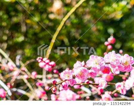 春の訪れを告げる満開の紅梅 115142294