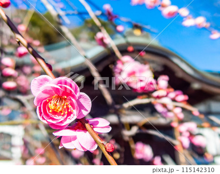 春の訪れを告げる満開の紅梅 115142310