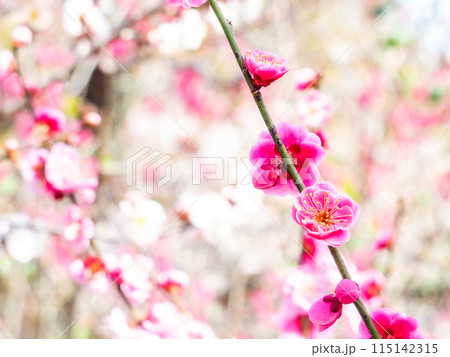 春の訪れを告げる満開の紅梅 115142315