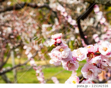 春の訪れを告げる満開の紅梅 115142316