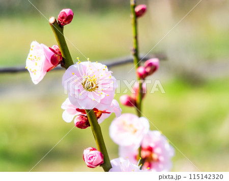 春の訪れを告げる満開の紅梅 115142320