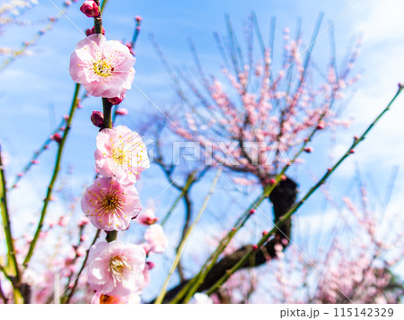 春の訪れを告げる満開の紅梅 115142329