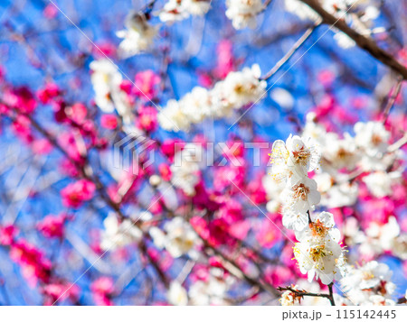春の訪れを告げる満開の美しい紅白の梅 115142445