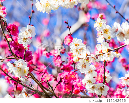 春の訪れを告げる満開の美しい紅白の梅 春の訪れを告げる満開の美しい紅白の梅 115142456