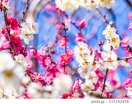 春の訪れを告げる満開の美しい紅白の梅 115142458