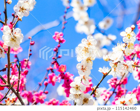 春の訪れを告げる満開の美しい紅白の梅 春の訪れを告げる満開の美しい紅白の梅 115142460