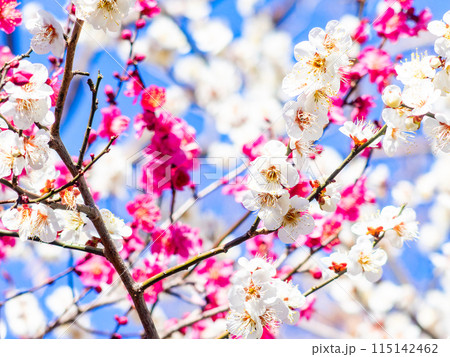 春の訪れを告げる満開の美しい紅白の梅 春の訪れを告げる満開の美しい紅白の梅 115142462