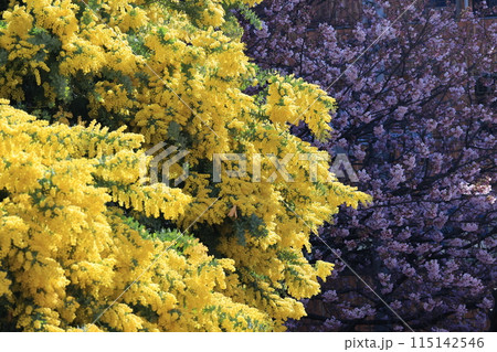 満開の黄色いミモザの花 115142546