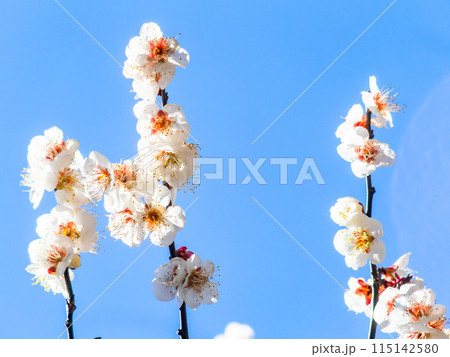 春の訪れを告げる満開の美しい白梅 115142580