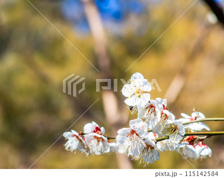 春の訪れを告げる満開の美しい白梅 春の訪れを告げる満開の美しい白梅 115142584
