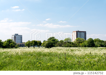 明るい日差しの下の白い花が咲き乱れるフィールドと遠くに見える高層マンション　ロンドン郊外にて 115142732