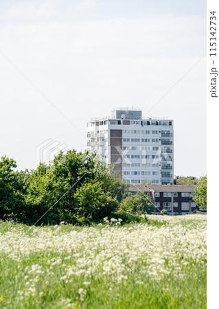明るい日差しの下の白い花が咲き乱れるフィールドと遠くに見える高層マンション　ロンドン郊外にて 115142734