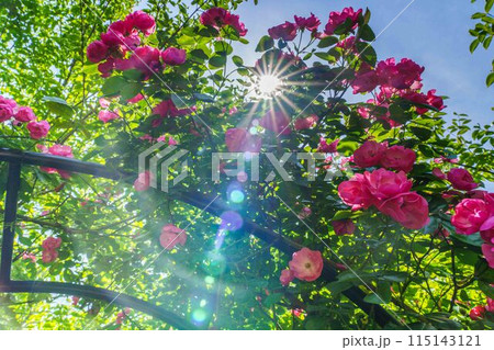 美しい薔薇 美しい薔薇 115143121