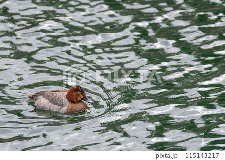 泳ぎながら寝るホシハジロ 115143217