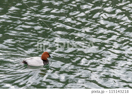 池を泳ぐホシハジロ 池を泳ぐホシハジロ 115143218