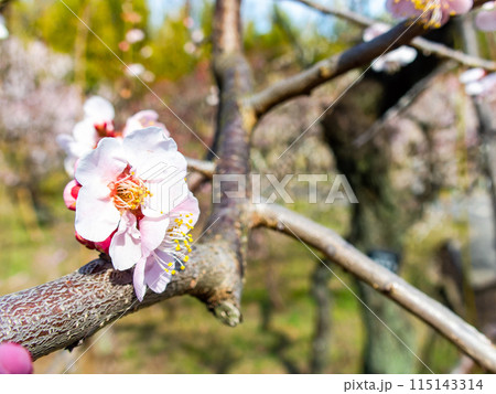 新春を告げる満開の清楚でかわいい淡いピンクの紅梅 新春を告げる満開の清楚でかわいい淡いピンクの紅梅 115143314