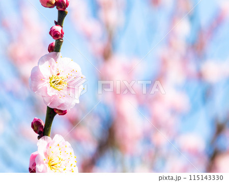 新春を告げる満開の清楚でかわいい淡いピンクの紅梅 115143330